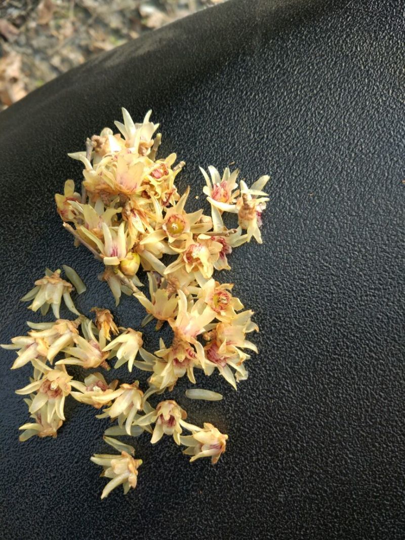 腊梅花