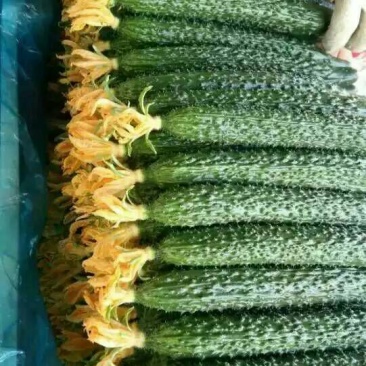 密刺黄瓜25公分以上鲜花带刺
