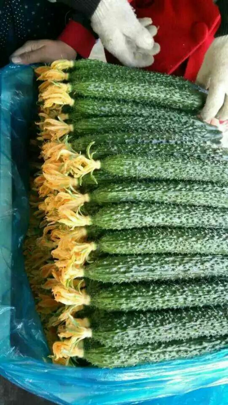 密刺黄瓜25公分以上鲜花带刺