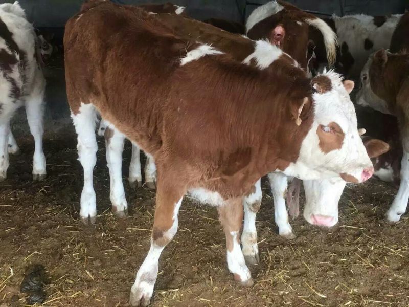 广东利木赞小牛犊黄牛西门塔尔牛犊200~300kg