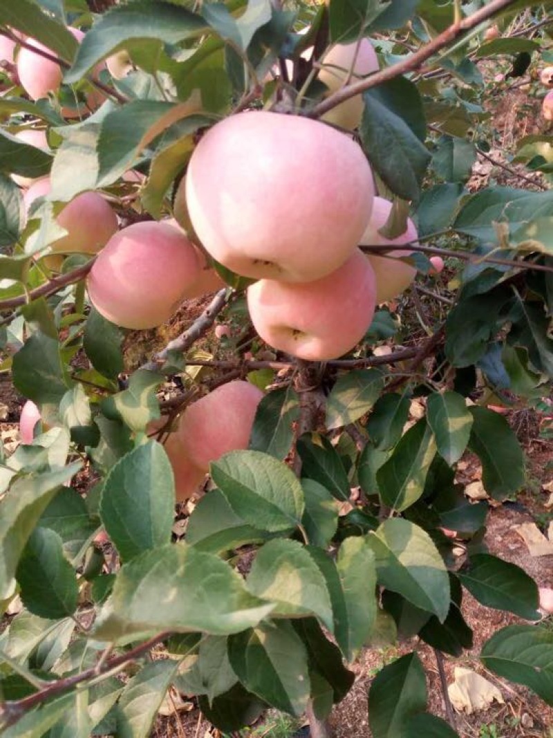 辽宁绥中精品寒富苹果大量上市中全红口感好