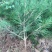 【推荐】松树白皮松2米3米4米工程乡村绿化规格齐全