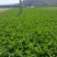 西芹60cm以上