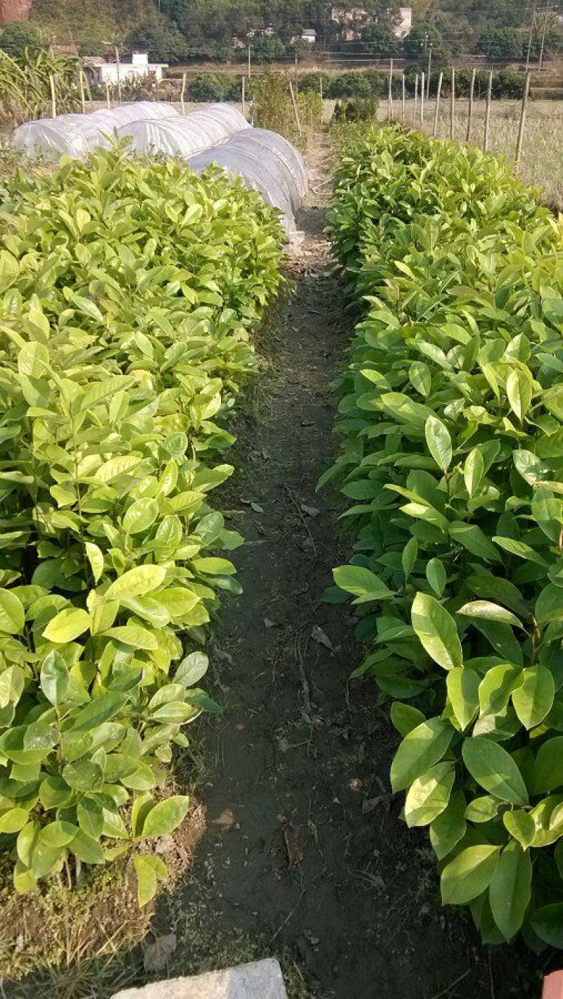 楠木苗香楠苗火力楠木杯苗
