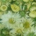 菊花茶