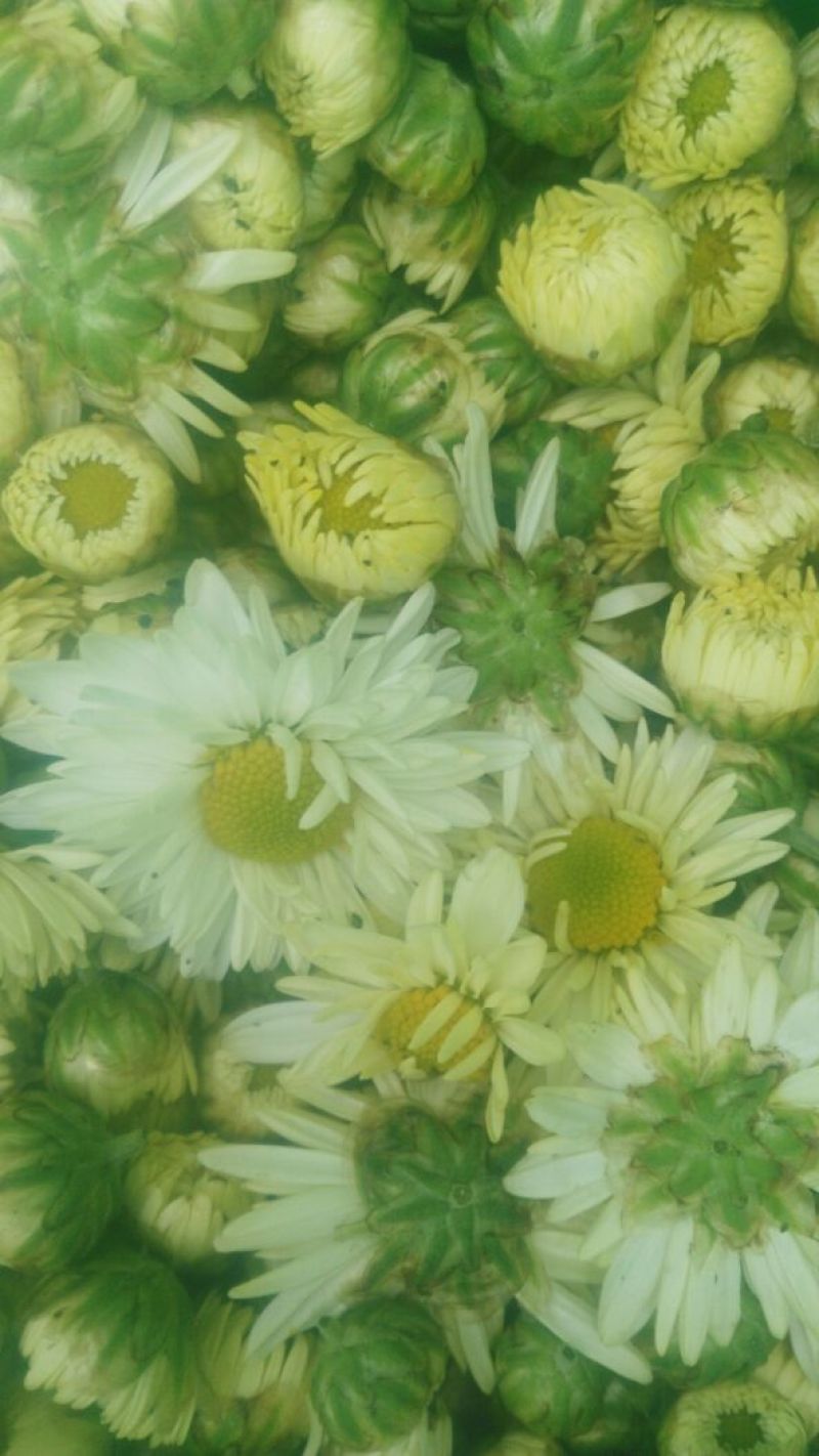 菊花茶