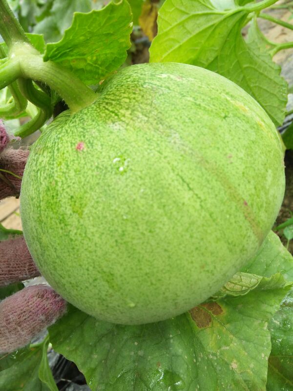 绿宝甜瓜河南周口淮阳县_批发_供应-一亩田农