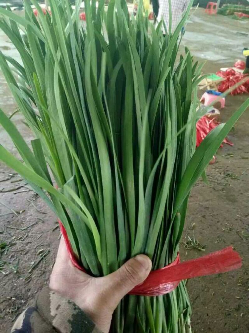 广东徐闻大量优质，精品韭菜常年供应质量保证欢迎实地考察