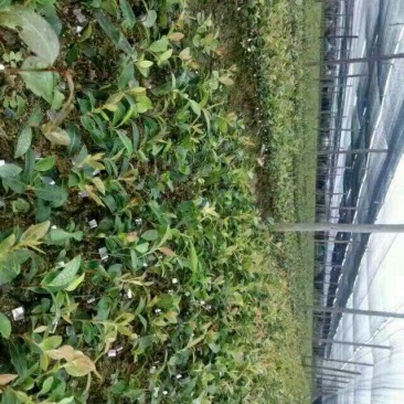 长林油茶苗10~29cm
