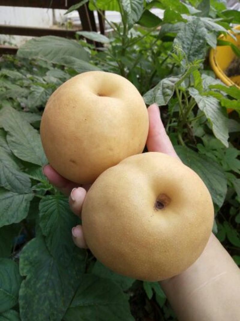 丰水梨300~350g纸袋