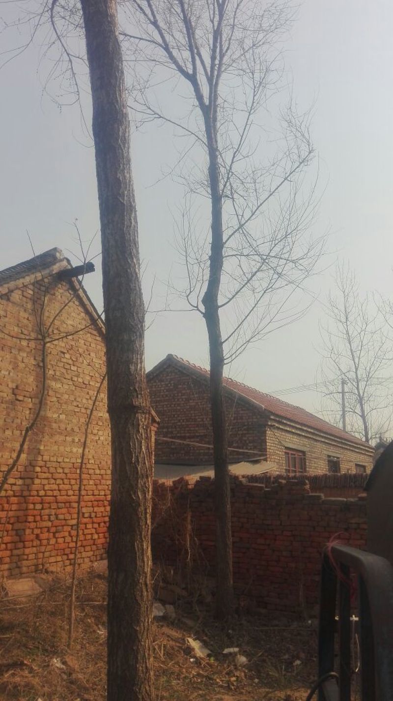 榆树