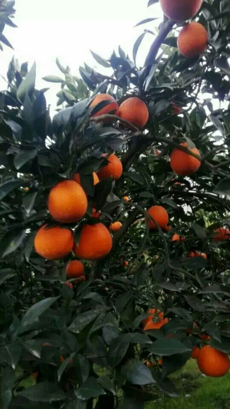 湖北长虹脐橙火红色橙子口感好汁水多供货稳定秭归果园直供