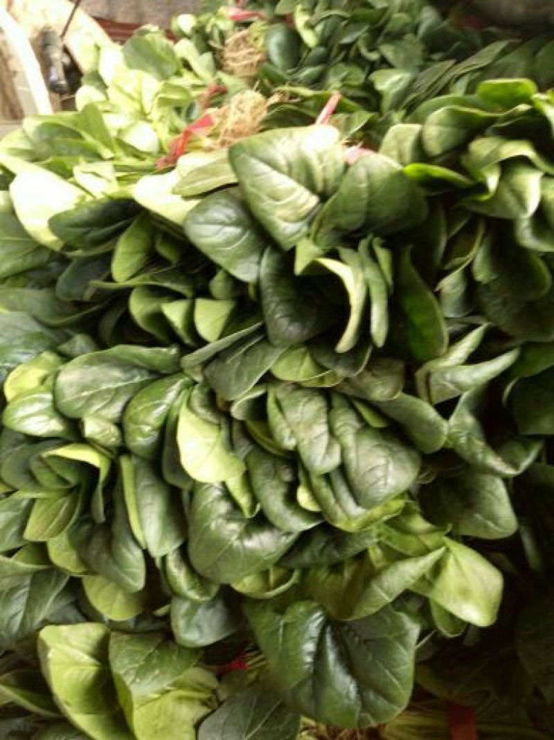 河南菠菜大叶菠菜小叶菠菜品种齐全产地直发质量保证