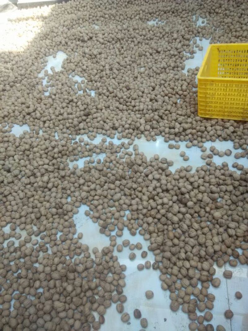 纸皮核桃去皮