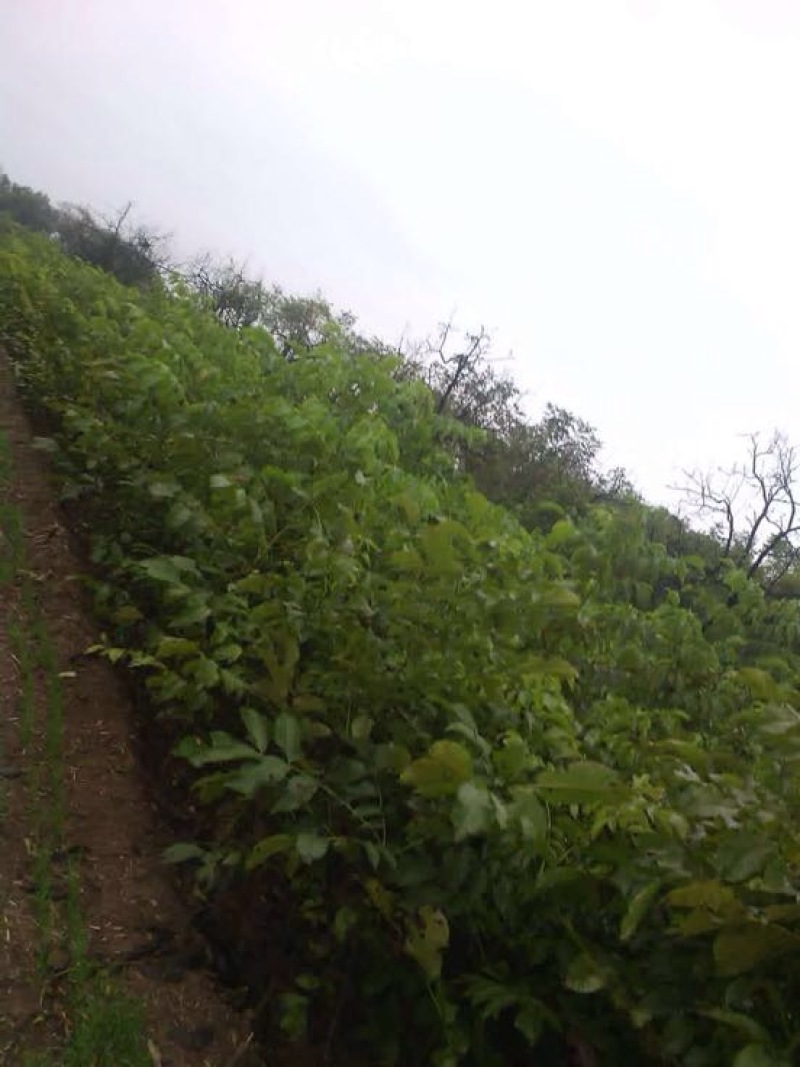 核桃树