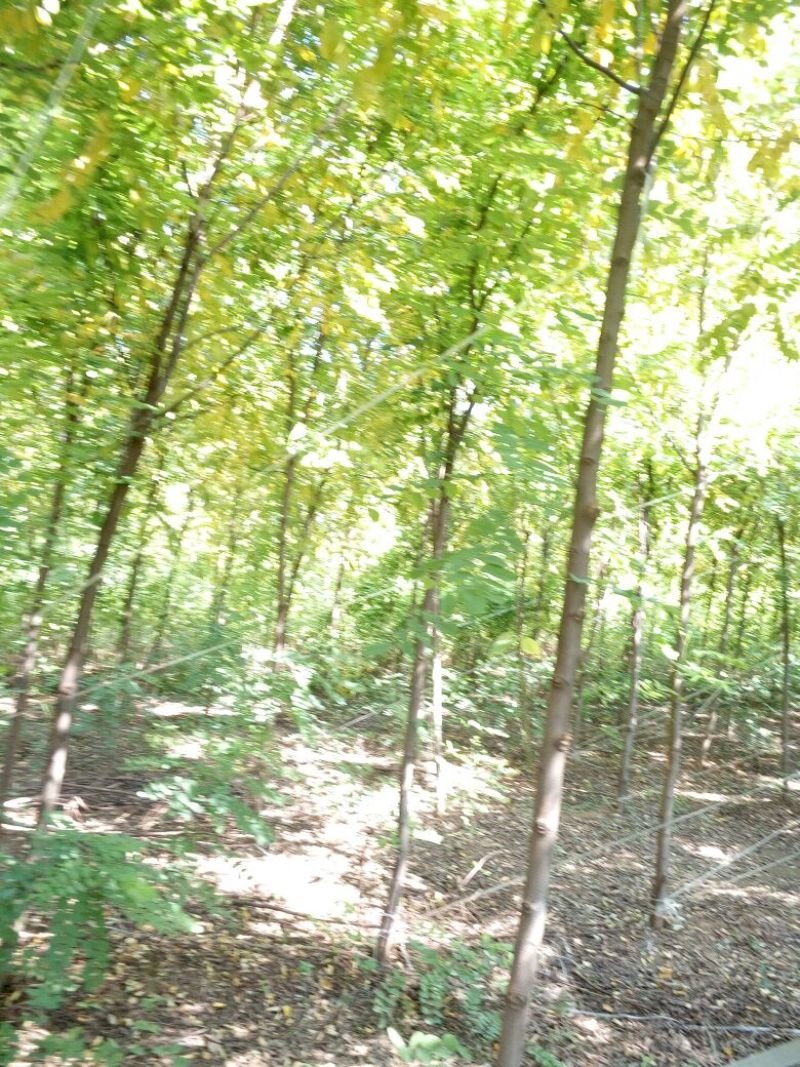 法桐1~2米6~8cm6~8cm2.5~3米