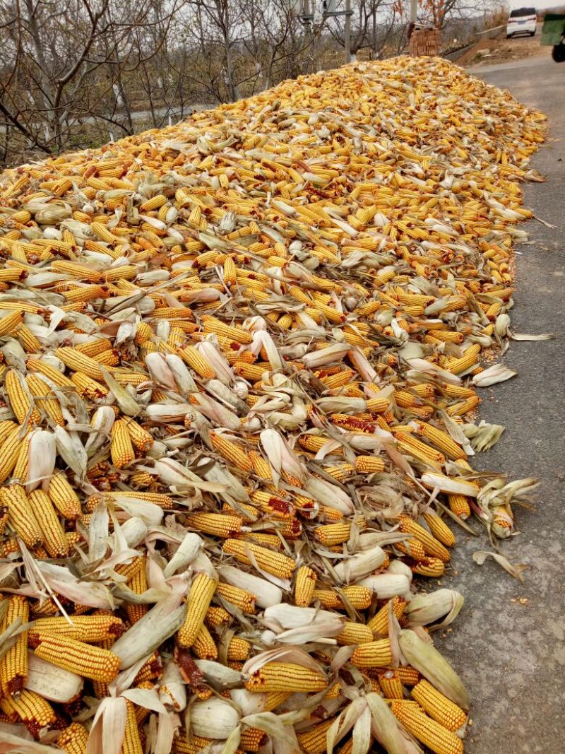 黄玉米16~20%