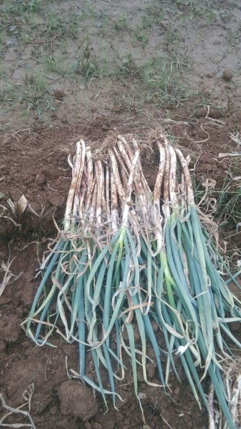 长白大葱40cm以上毛葱2cm左右