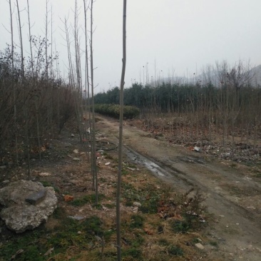 法桐小苗