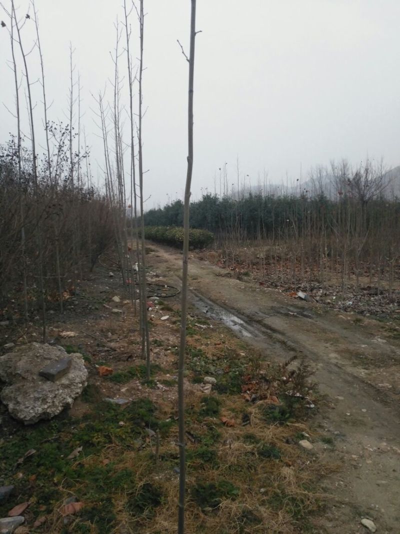 法桐小苗