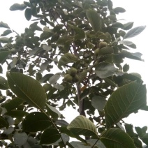 青皮核桃30mm以上去皮