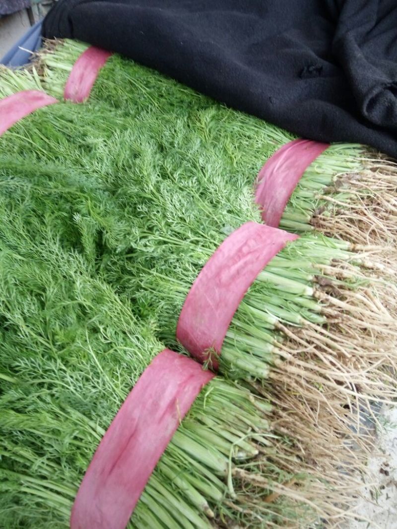 茴香30~40cm