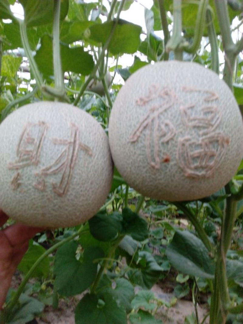 网纹瓜2斤以上椭圆形