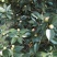 茶花树