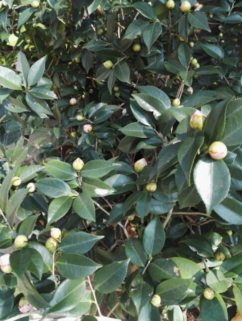 茶花树