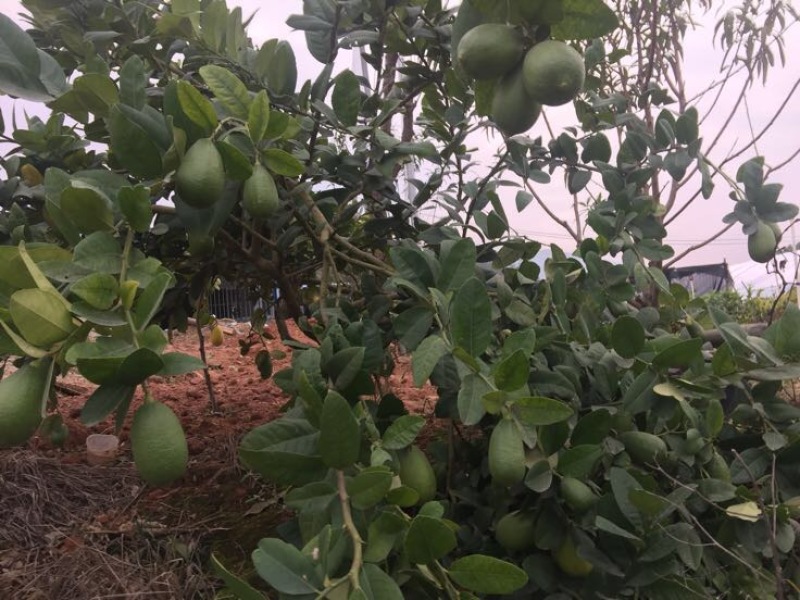 香水柠檬树苗