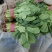 黑叶菠菜