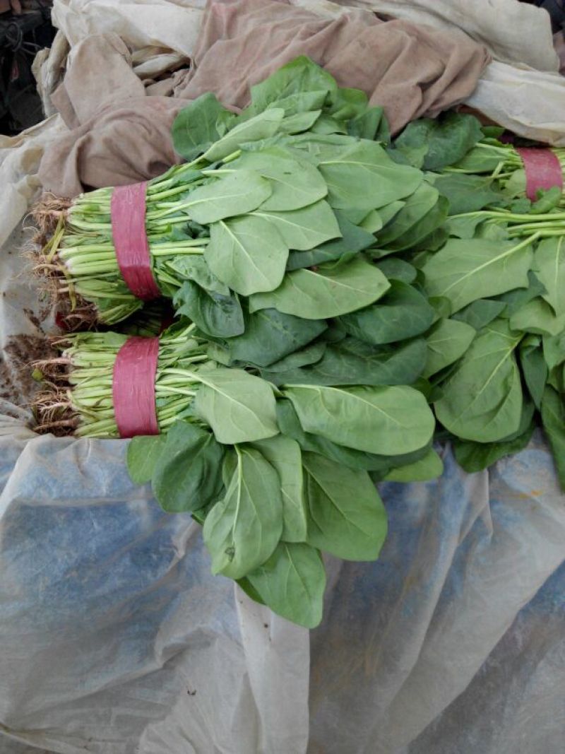 黑叶菠菜