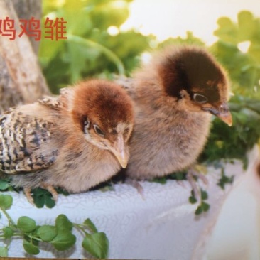 柴鸡苗1斤以下