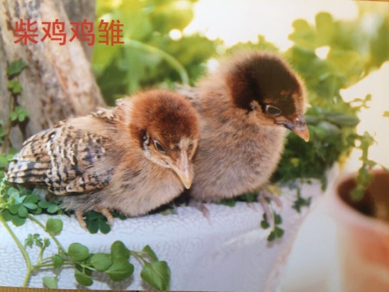 柴鸡苗1斤以下