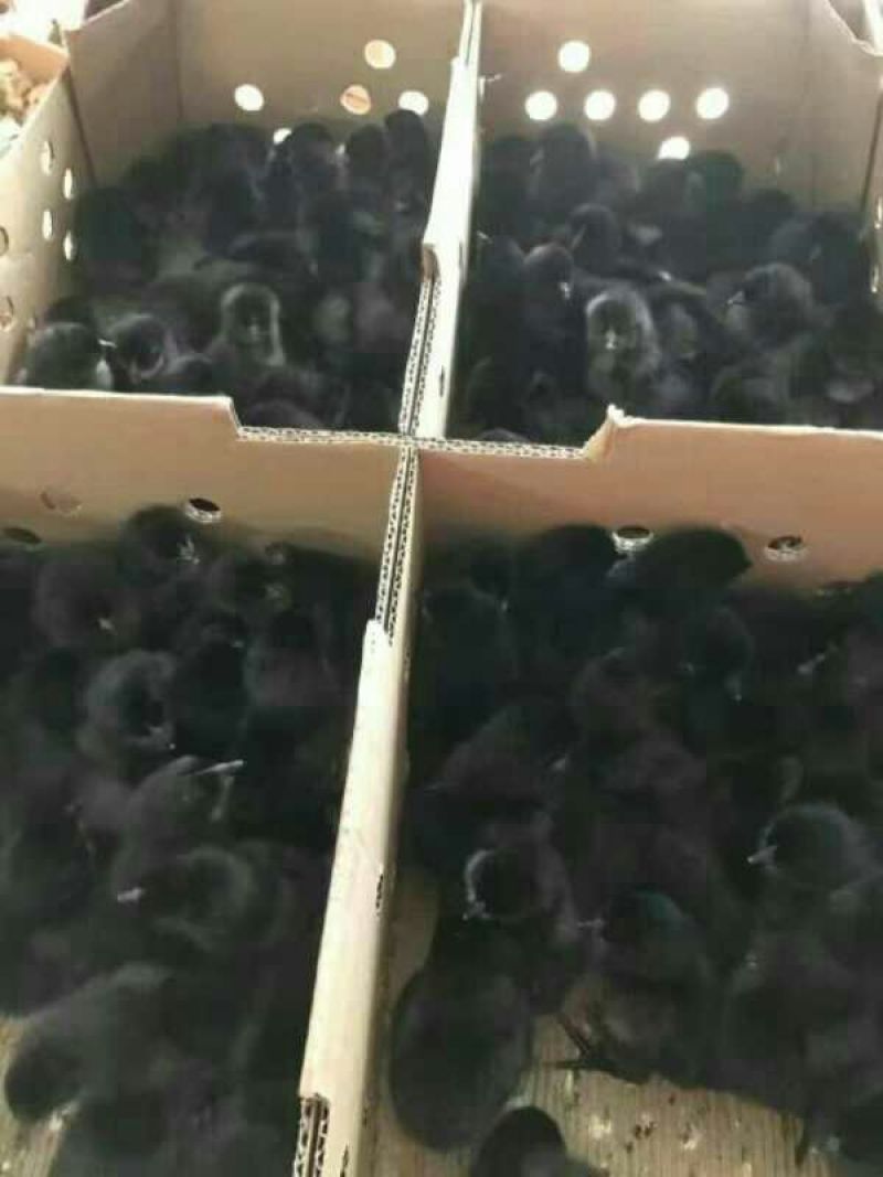 绿壳蛋鸡苗250克以下脱温苗
