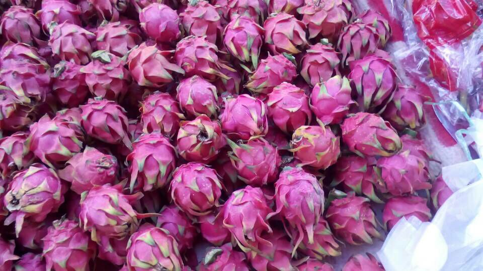 贵州黔南州瓮安县红皮红肉火龙果 大(7两以上