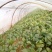 大叶菠菜15~20厘米