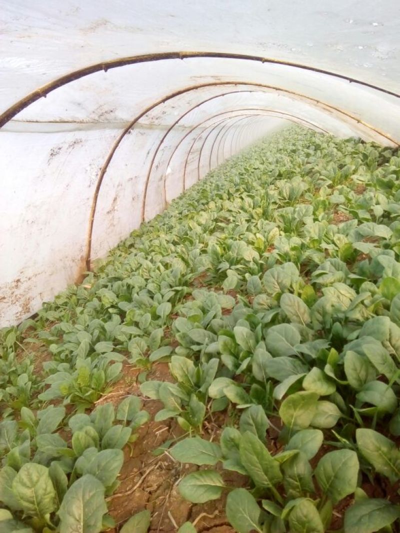 大叶菠菜15~20厘米