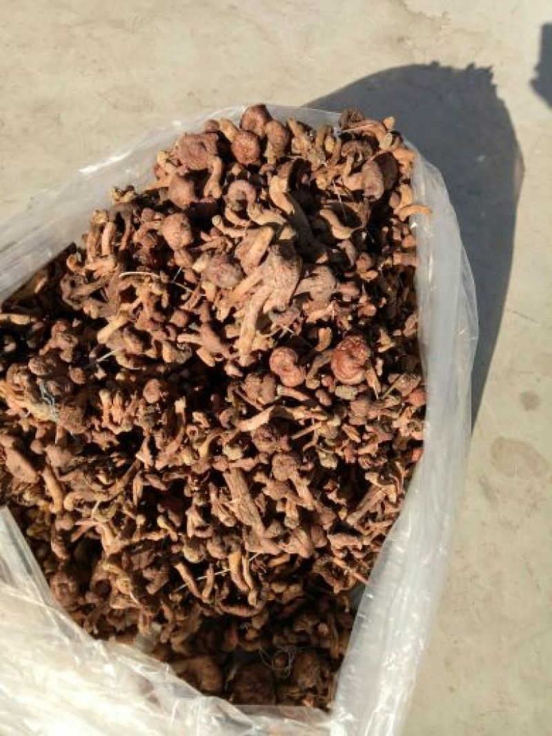 红蘑菇特级3cm