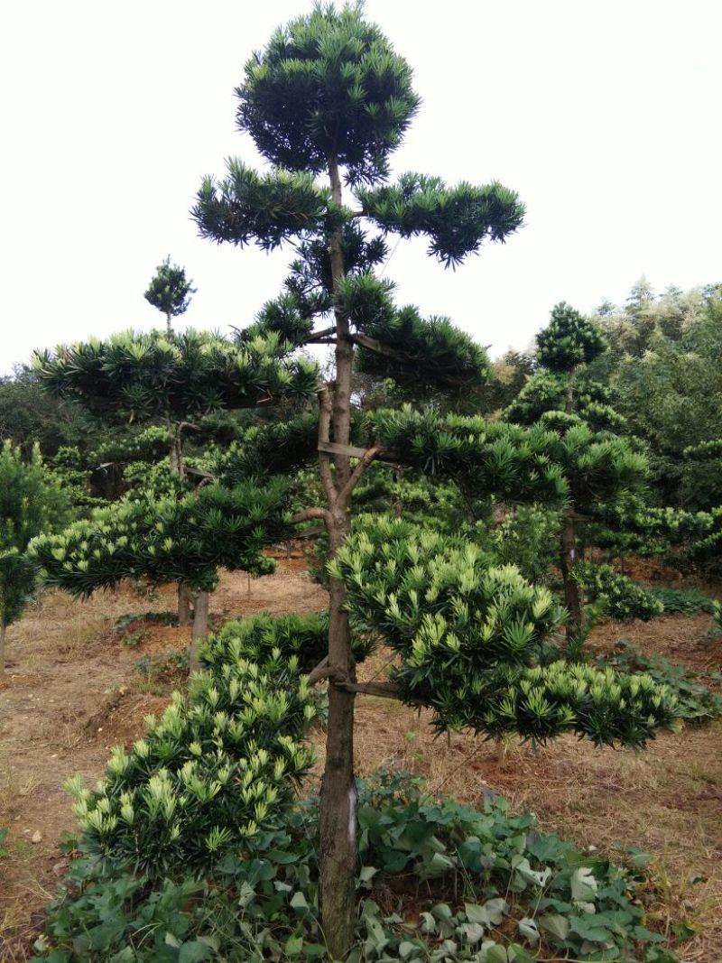 造型松10公分