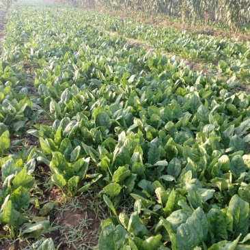 越冬菠菜20~25厘米