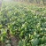 越冬菠菜20~25厘米