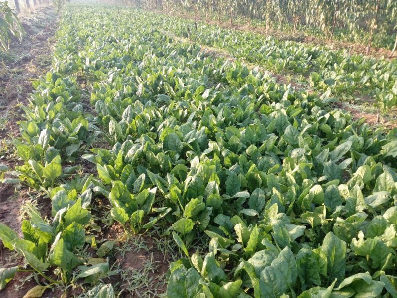 越冬菠菜20~25厘米
