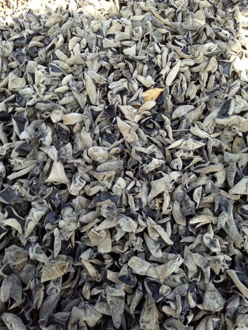 干木耳二级