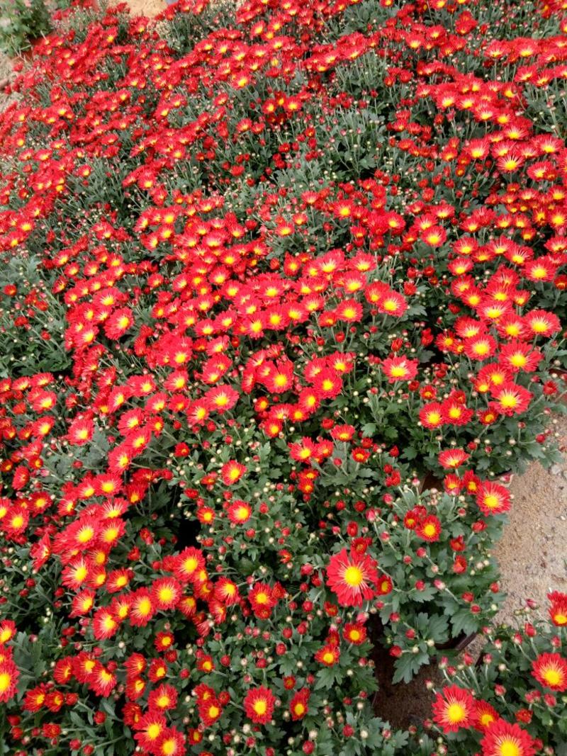 老兵苗圃自产自销菊花苗