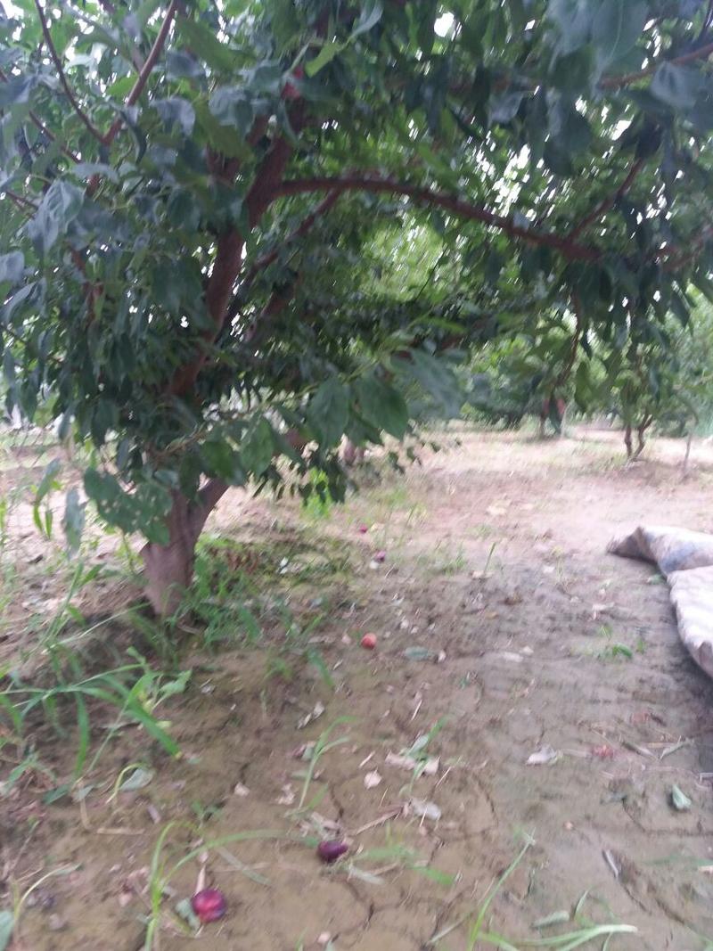 李子树2m以上6~8cm