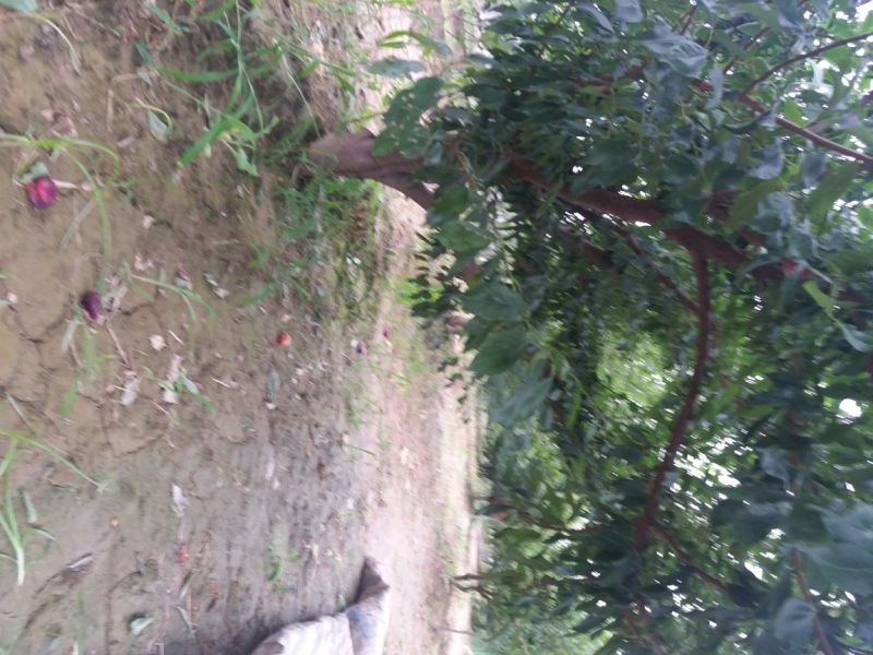 李子树2m以上6~8cm