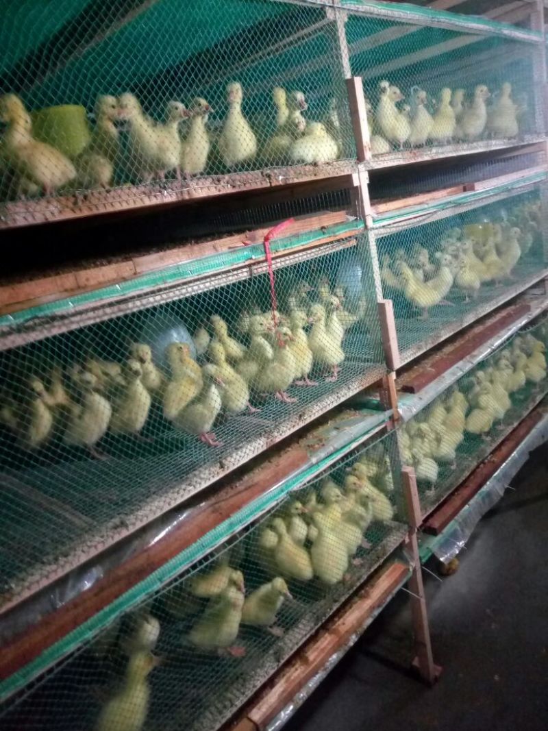 狮头鹅苗250g以下