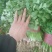 大叶香菜25~30厘米以上另有多种蔬菜配车，需要联系