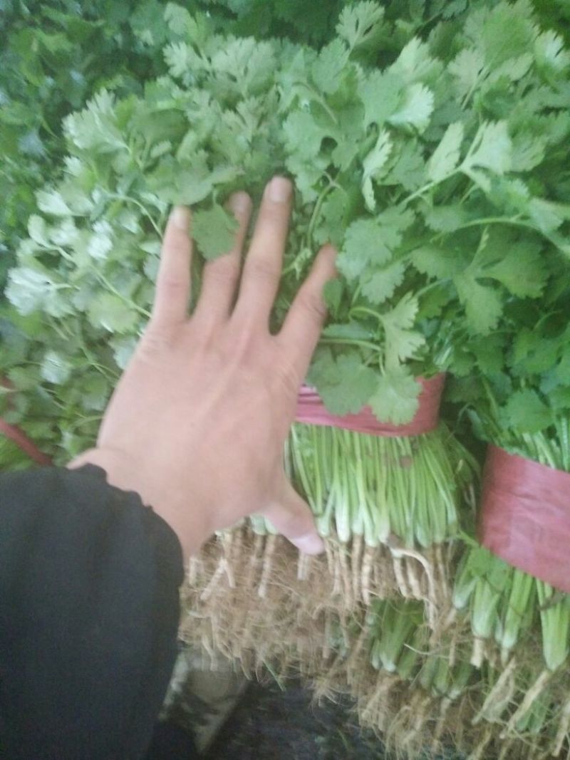 大叶香菜25~30厘米以上另有多种蔬菜配车，需要联系